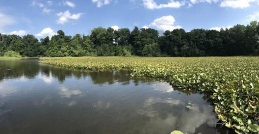 Submerged aquatic vegetation on the Kalamazoo River